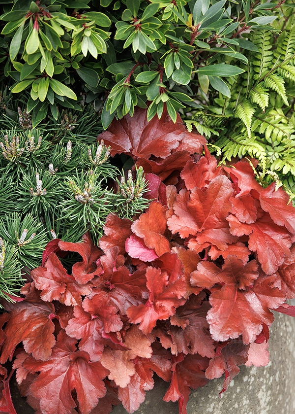 Winter Plant Combo Ideas: Festive Plant Palettes for Winter Holidays