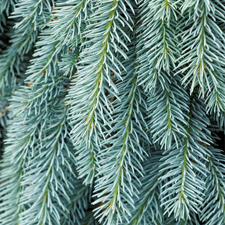 blue needsle on the blues blue spruce look vibrant in winter
