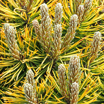 gold and green pine needles