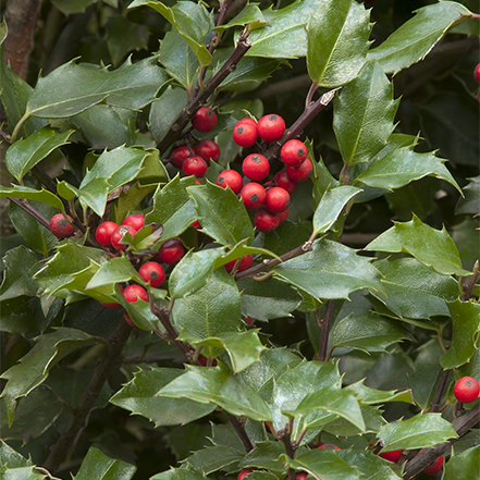 red holly berries and green leaves